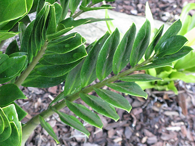 ZZ plant foliage