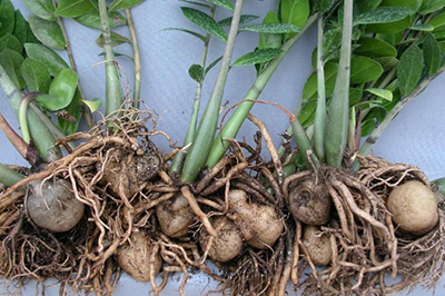 zz plant rhizomes