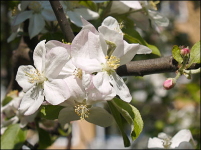 Apple flowers