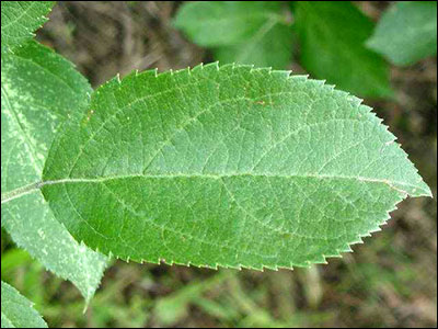 Apple foliage