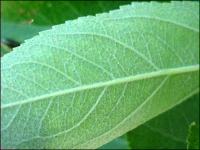 Underside of apple foliage