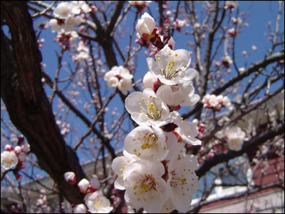 Apricot flowers