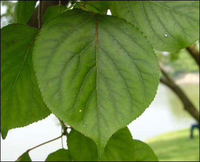 Apricot foliage