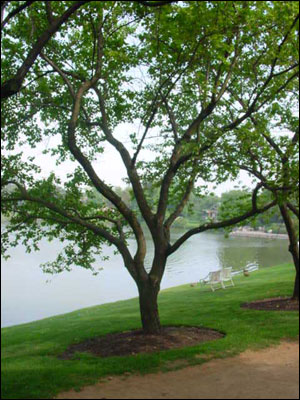 Apricot tree