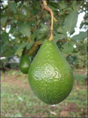 Green avocado still on tree