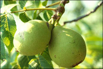 Black walnuts still in their green husks on tree