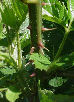 Closeup of blackberry cane