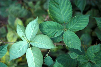 Blackberry foliage