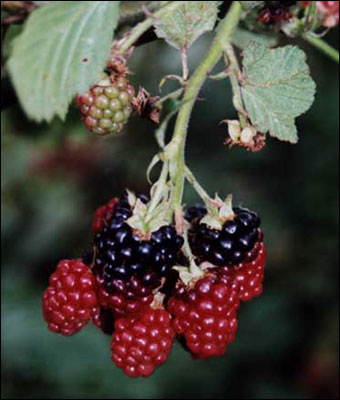 Blackberries