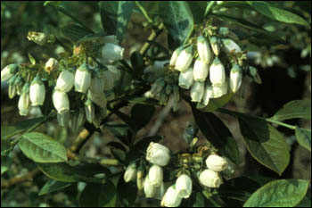 Blueberry flowers