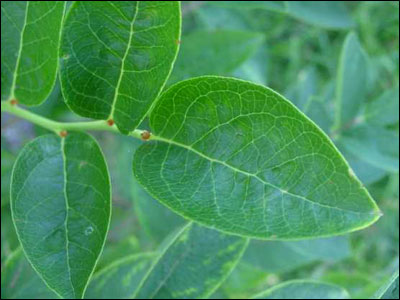 Blueberry foliage