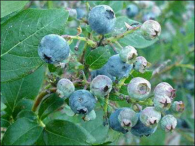 Blueberries