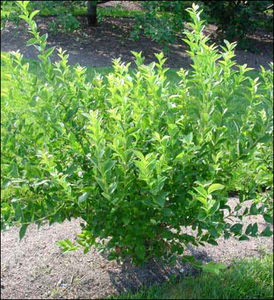 Blueberry plant