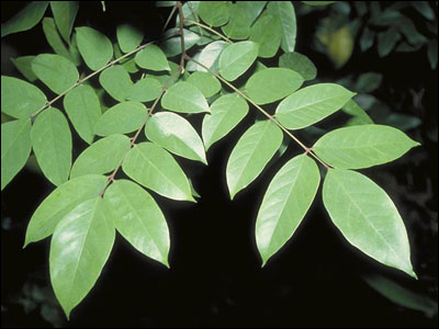 Carambola foliage