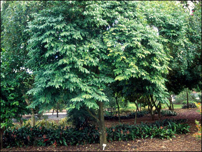 Carambola tree