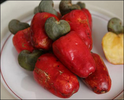 Fruit of cashew, with unshelled nut visible