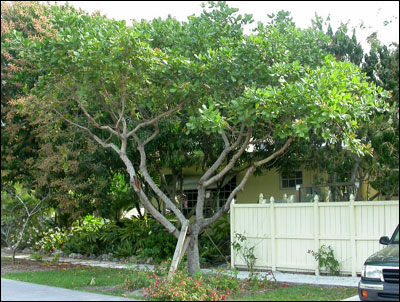 Cashew tree