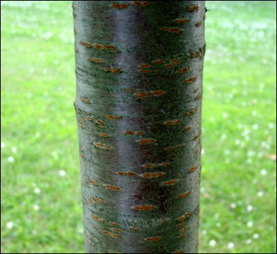 Cherry tree trunk