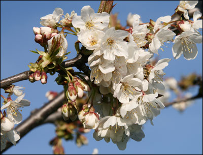 Cherry flowers