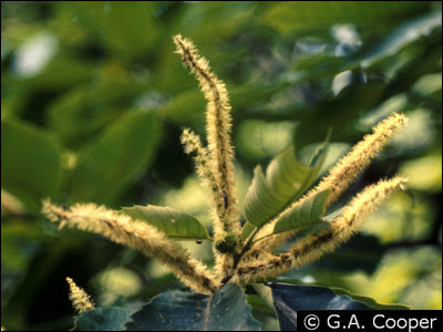 Flower of chestnut