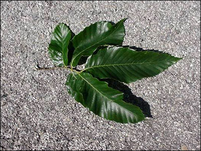 Chestnut foliage