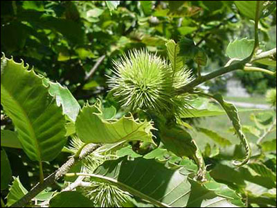 Immature husk of chestnut