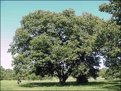 Chestnut tree