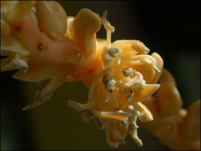 Flower of coconut palm