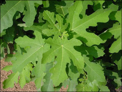 Fig leaves