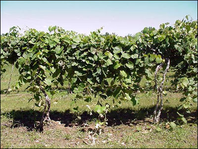 Grape plant