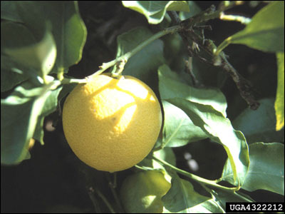 Ripe grapefruit hanging from branch