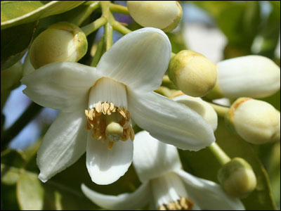 Grapefruit flower