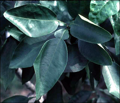 Grapefruit tree leaves