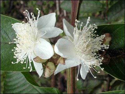 Guava flowers