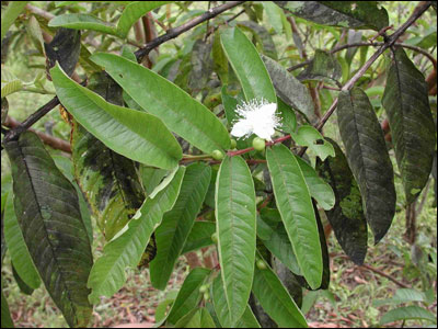 Guava foliage