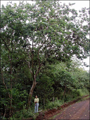 Guava tree