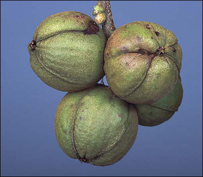 Hickory nuts still in their husk