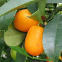 Kumquats