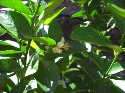 Key lime foliage