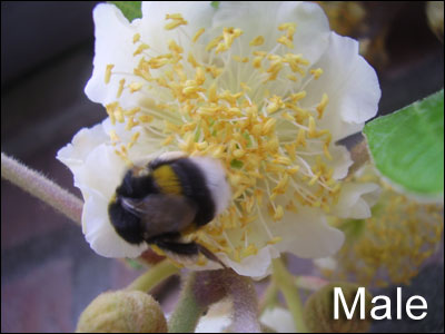 Male kiwi flower with bee