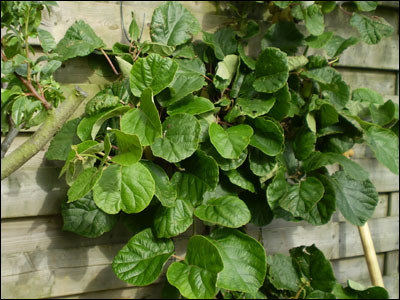 Foliage of kiwi plant