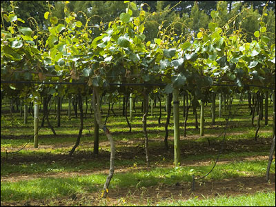 Kiwi orchard in New Zealand