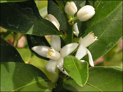 Kumquat flower