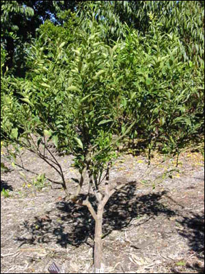 Kumquat tree