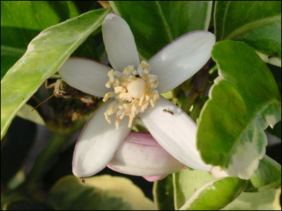 Flower of lemon tree