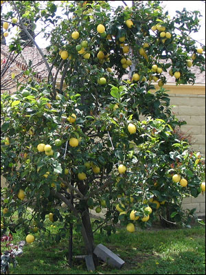 Lemon tree