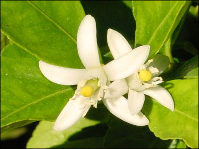 Lime flower