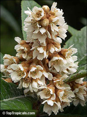 Loquat flowers