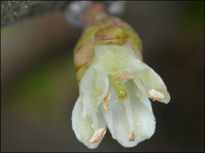 Flower of mamey sapote