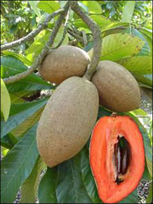 Mamey sapote fruit cut open